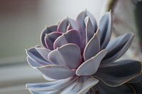 pastel plant in het avondlicht