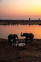 Des éléphants viennent boire de l'eau au coucher du soleil au Zimbabwe