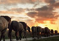 Koniks op weg naar de zon