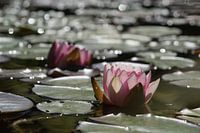 Waterlelie met bokeh en visite in zonnig tegenlicht