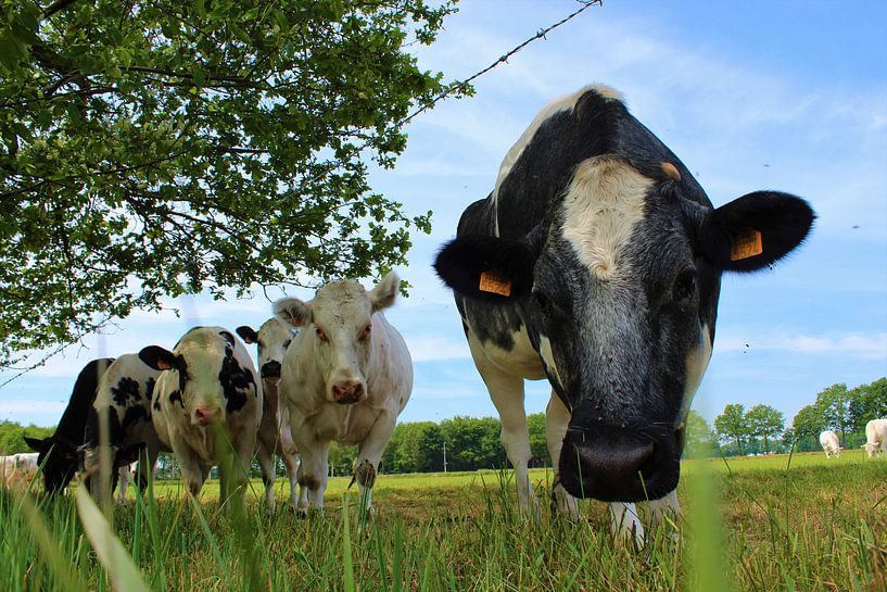 Kurzmeldung von Pieter Voogt