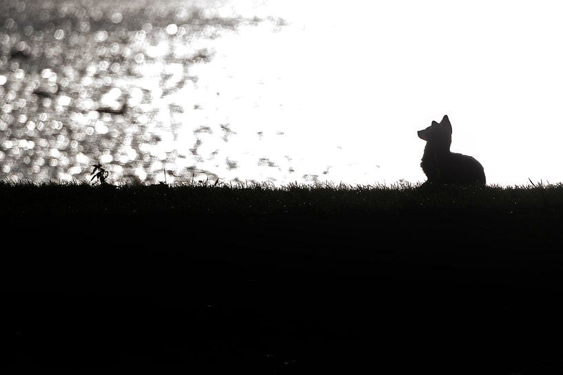 Fox in backlight by Danny Slijfer Natuurfotografie