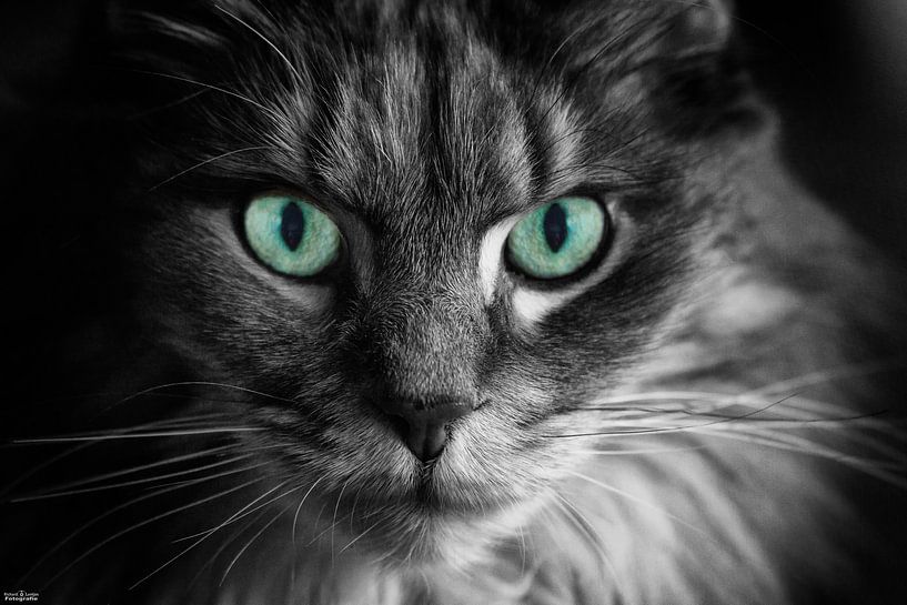 Main Coon par Richard Lentjes