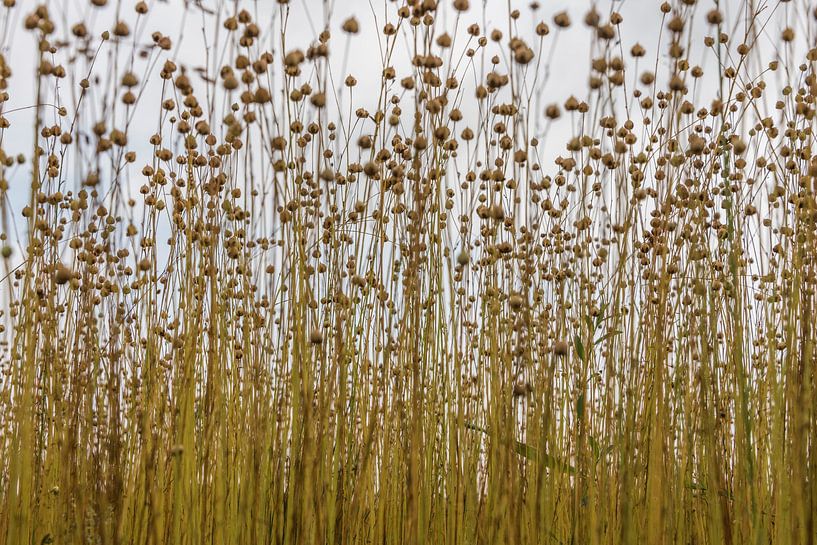 Flax in the field by Ans Bastiaanssen