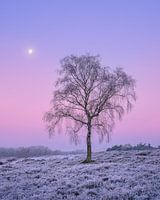 Arbre sur la lande à la pleine lune | Lever de soleil pastel | Lande de Wezepsche