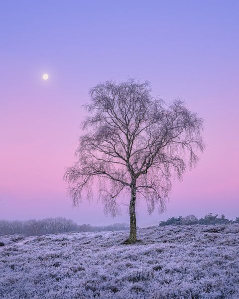 Tree on the heath with full moon | pastel sunrise | Wezepsche heath by Marijn Alons