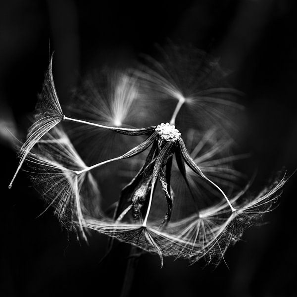 Art in nature by Greetje van Son