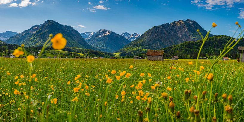 Hahnenfuß, Almwiese im Allgäu von Walter G. Allgöwer
