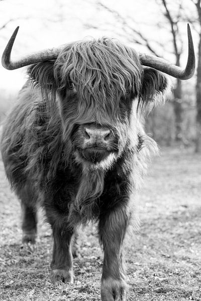 Schottischer Highlander von Jim Plaum