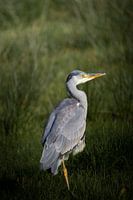 Héron dans le Bossche Broek