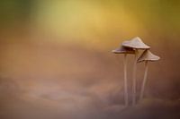 Mit dem Baum von uns