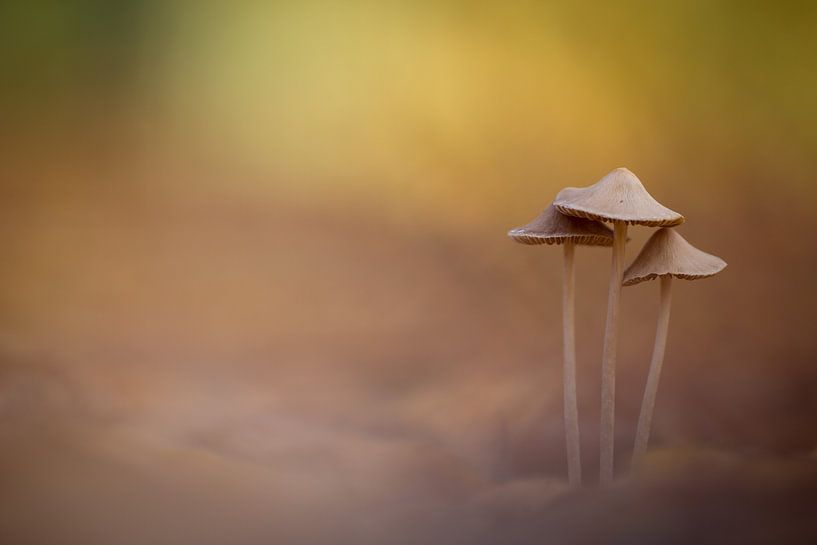 Mit dem Baum von uns von Erwin Dijkshoorn