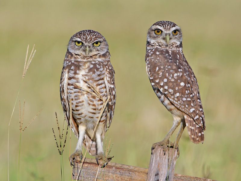 chagerijnig von LTDphoto