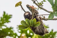 Faultier in Costa Rica