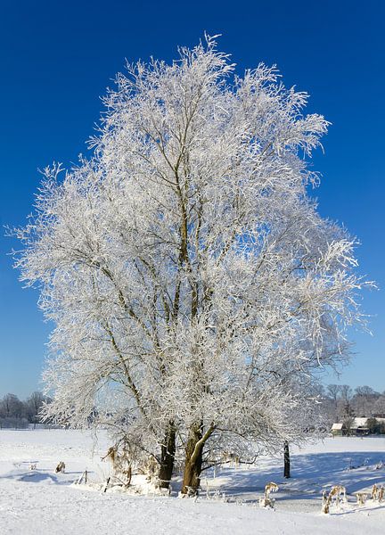 Baum im Wintergefieder, Niederlande von Adelheid Smitt