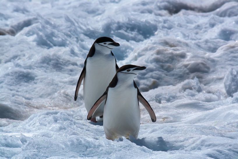 Antarktis zwei Chinstrap Pinguine auf Schnee von Maurice Dawson