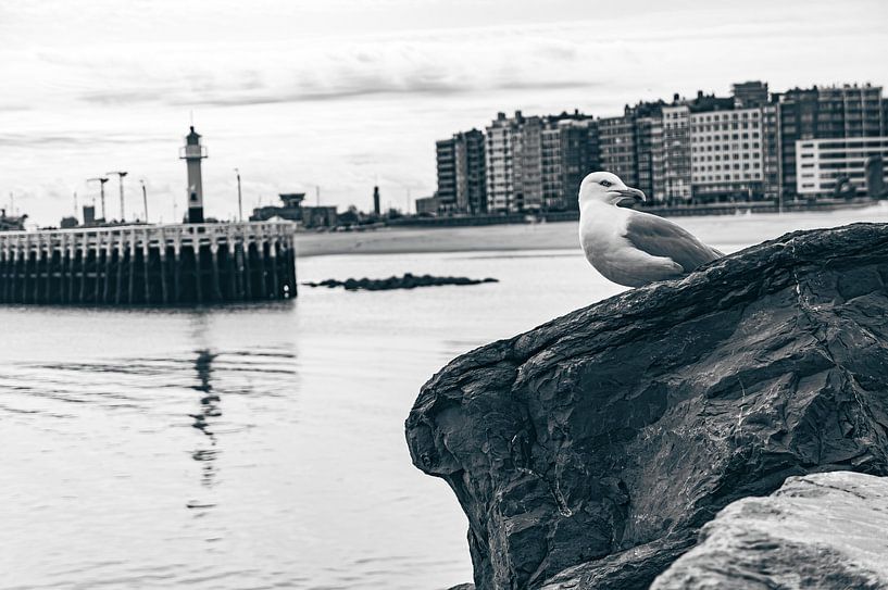 A seagull on a breakwater in Ostend by Geert Van Baelen