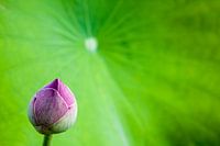 lotus bloem