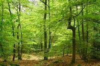 Laubwald mit schönem Licht