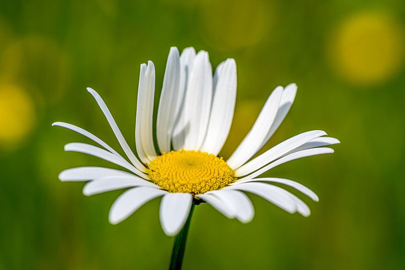 Margriet by Henk Verheyen