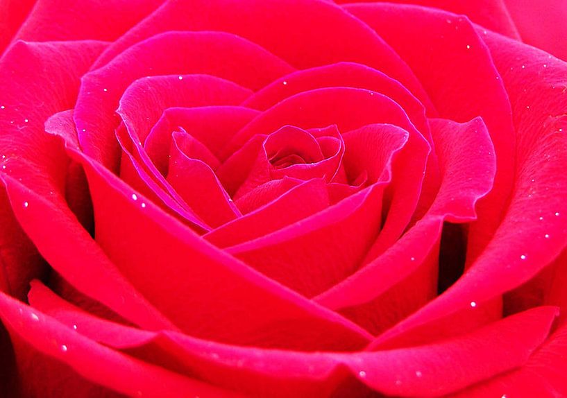 Whole Lotta Rosie von erikaktus gurun