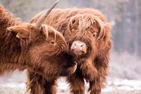 Highlander mit Kalb auf der Mookerheide