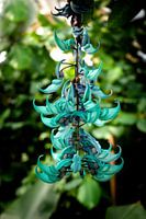 Liane / Cissus macrobotrys Hortus