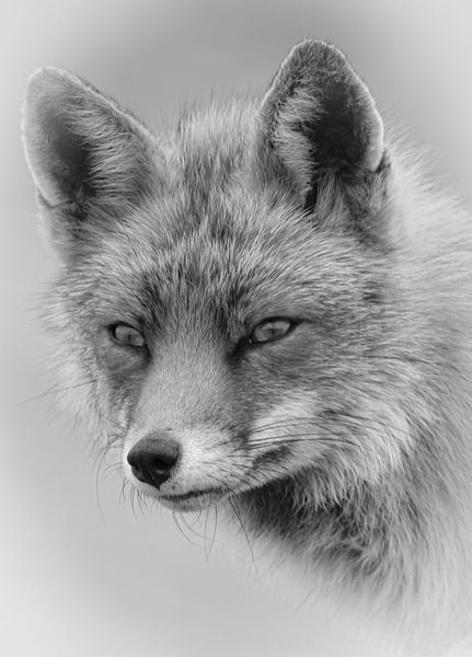 Portrait d'un renard en noir et blanc par By Marjolein Design