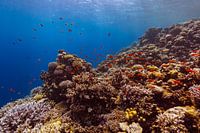 The Big Blue with coral