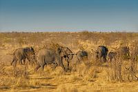 Éléphants en fuite