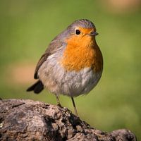 Robin on stone