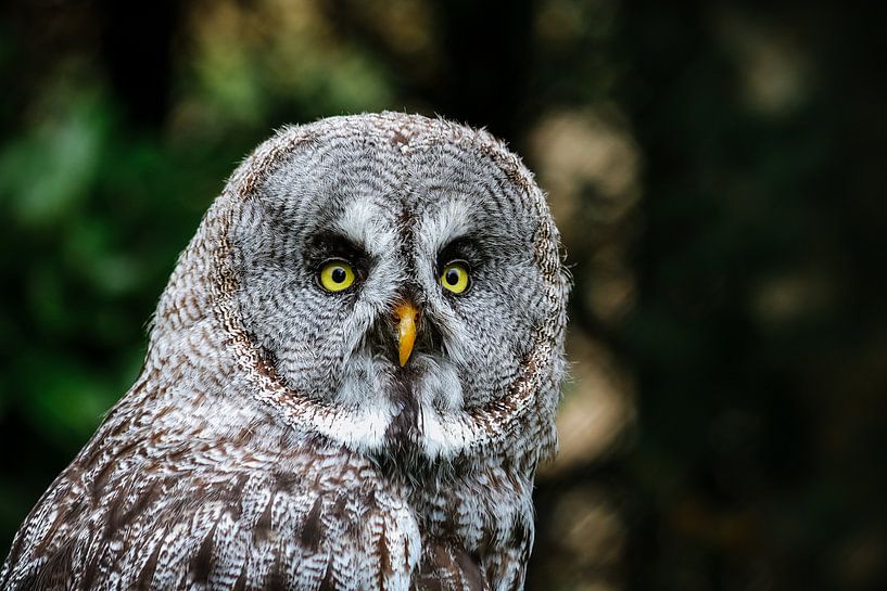 Portrait of a Lapland Owl by Marjolijn Maljaars