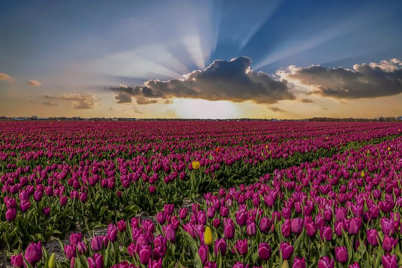 Tulip fields in the Netherlands, the bulb fields by Gert Hilbink