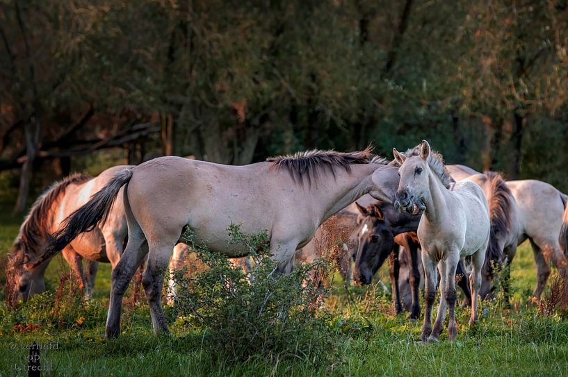 Pflege in der Abendsonne. von Verliefd op Utrecht