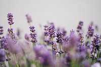 Lavender | Summer close-up