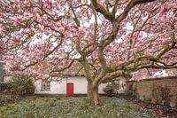 Magnolie im Pfarrgarten: Frühlingsidylle in ländlichem Ambiente - Gartenfotografie