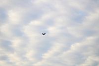 Dream flight of the Nile goose