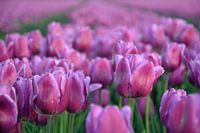 Tulpen zover je kijken kan - deel 2