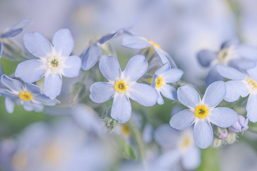 Spring! Blue Myosotis by Marjolijn van den Berg