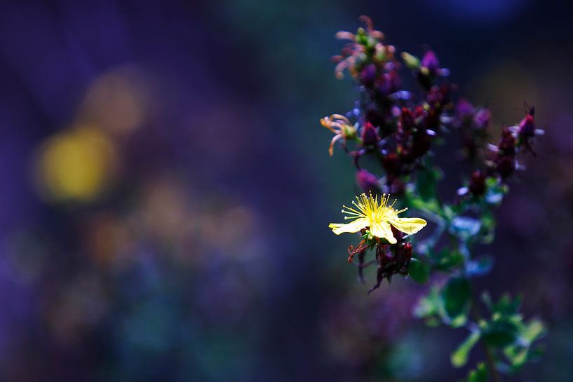 Natuur detail by Anouk Timmerman