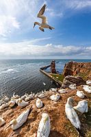 Basstölpel auf Helgoland