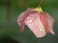 Helleborus Orientalis