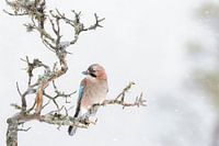 Eichelhäher (Garrulus glandarius) auf einem Ast während eines Schneesturms