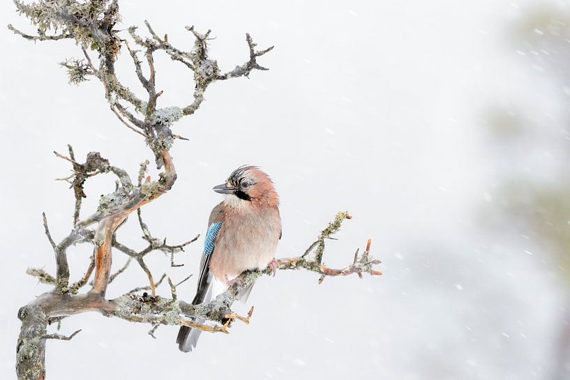Eichelhäher (Garrulus glandarius) auf einem Ast während eines Schneesturms von Nature in Stock