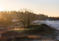 Der Hügel der Bäume.