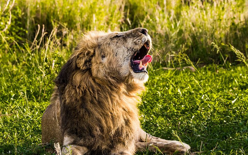 Gaping lion by Stijn Cleynhens