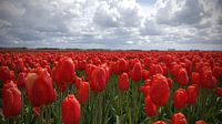 Rode tulpen in de Noord-Oost polder