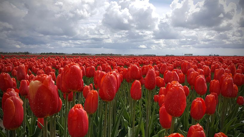 Rode tulpen in de Noord-Oost polder par Rik van de Beek