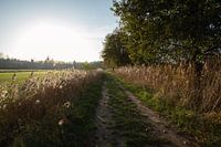 Beim Wandern in Oirschot mit dem Herbst
