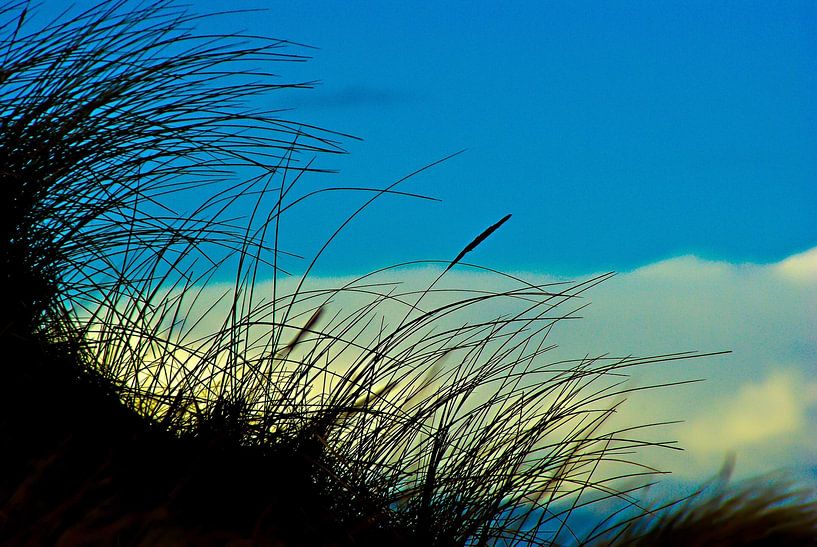 Végétation des dunes par Norbert Sülzner
